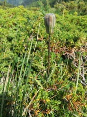 Lilieae