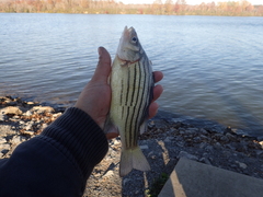 Morone mississippiensis