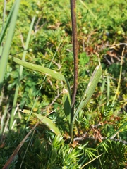 Lilieae