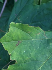 Stigmella aceris