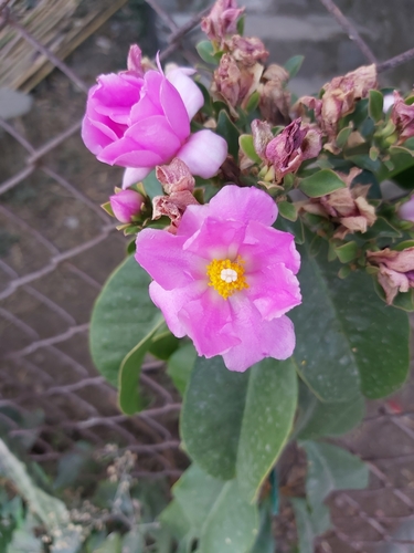 Pereskia grandifolia