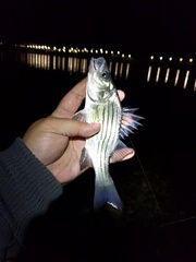 Morone mississippiensis