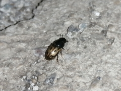 Chilothorax
