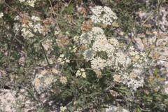 Pimpinella titanophila