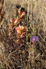 Castilleja affinis neglecta