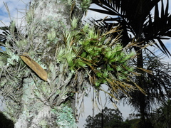 Tillandsia tricholepis