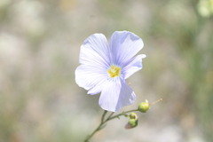 Linum perenne