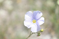 Linum perenne