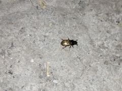 Chilothorax
