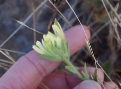 Castilleja affinis neglecta