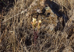 Castilleja affinis neglecta