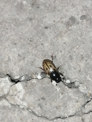 Chilothorax