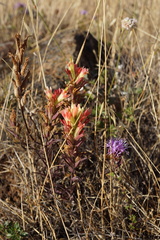 Castilleja affinis neglecta