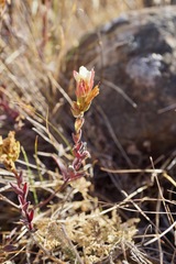 Castilleja affinis neglecta