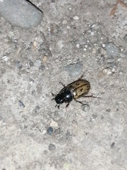 Chilothorax