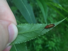 Rhagonycha fulva