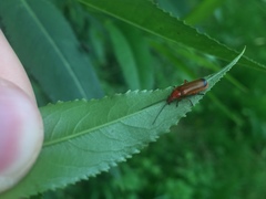 Rhagonycha fulva