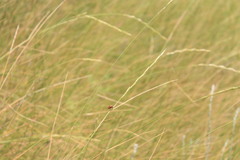 Pseudoroegneria stipifolia