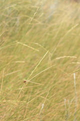 Pseudoroegneria stipifolia