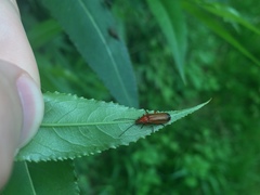 Rhagonycha fulva