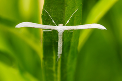 Hellinsia homodactylus