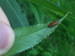 Rhagonycha fulva