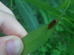 Rhagonycha fulva