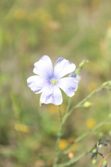 Linum perenne