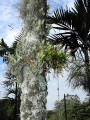 Tillandsia tricholepis