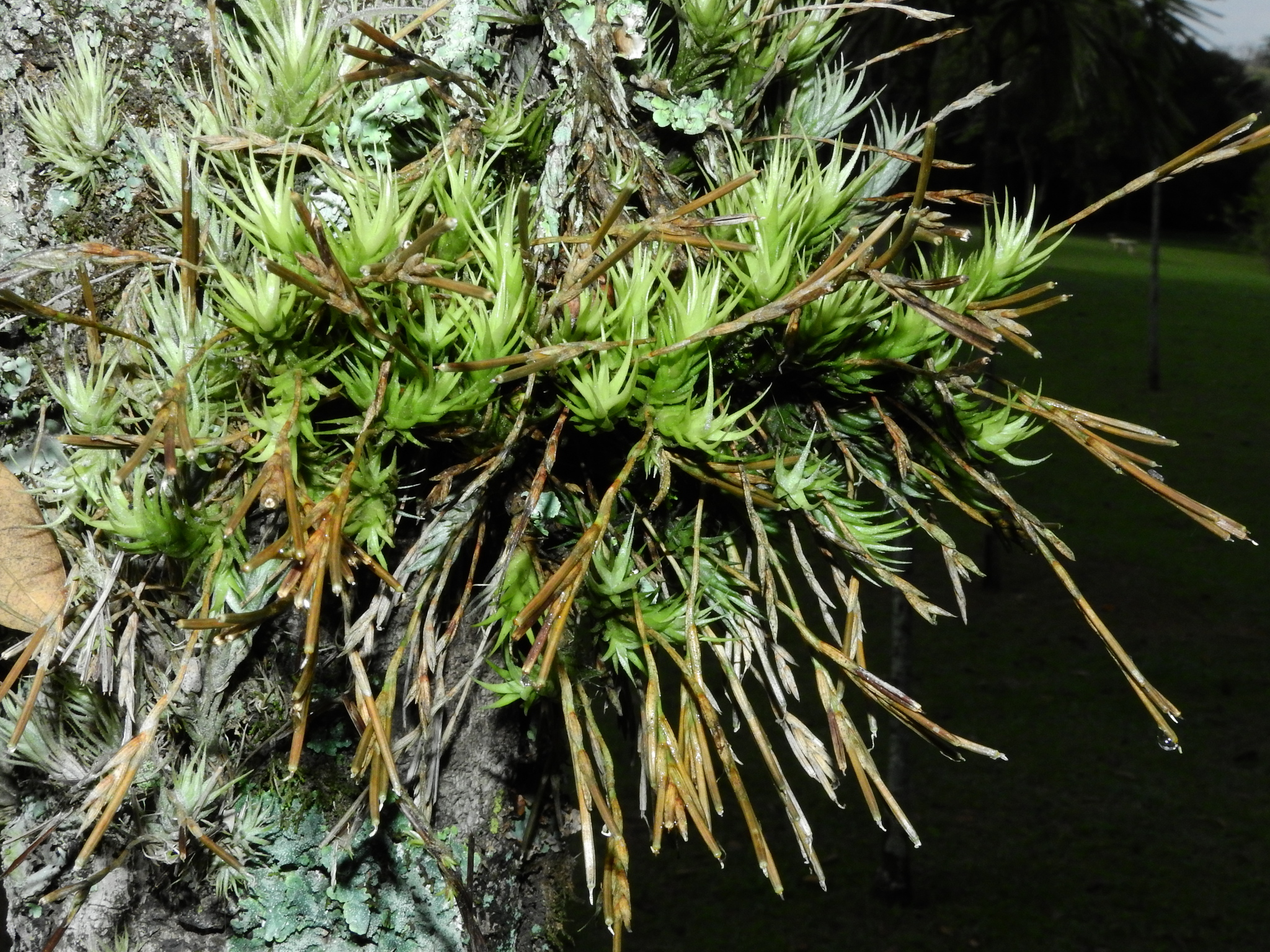 専用Tillandsia Tricholepis 速達発送 Tillandsia tricholepis · iNaturalist