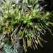 Tillandsia tricholepis - Photo (c) Nelson Wisnik, some rights reserved (CC BY-NC), uploaded by Nelson Wisnik