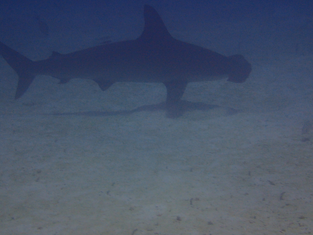 Scalloped hammerhead silhouette swimming over a sandy seabed