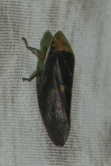 Ptyelinellus praefractus