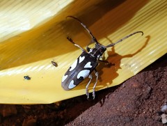 Calothyrza margaritifera