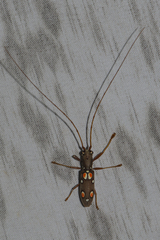 Olenecamptus bilobus