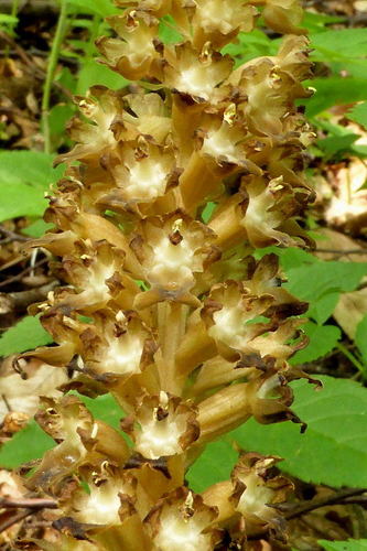 bird's-nest orchid