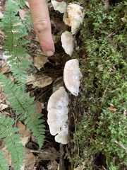 Tyromyces galactinus