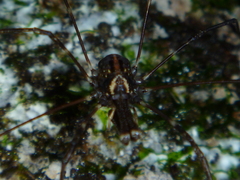 Forsteropsalis pureora