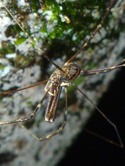 Forsteropsalis pureora