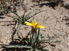 Agoseris parviflora