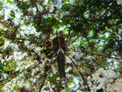 Forsteropsalis pureora