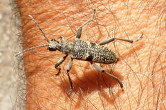 Rhagium mordax