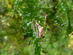 Rhomphaea urquharti