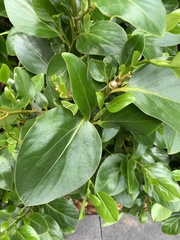 Griselinia