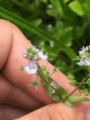 Veronica catenata