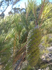 Pinus halepensis
