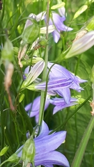 Campanula petiolata
