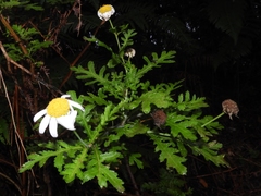 Argyranthemum broussonetii