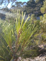 Pinus halepensis