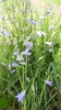 Western Harebell - Photo (c) Séraphin Poudrier, some rights reserved (CC BY-NC), uploaded by Séraphin Poudrier